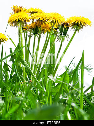 Tarassaco fiori nel fresco verde erba. Foto Stock