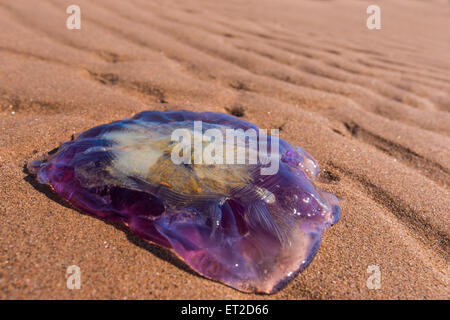 Un grande viola meduse lavato fino su un Prince Edward Island Beach. Foto Stock