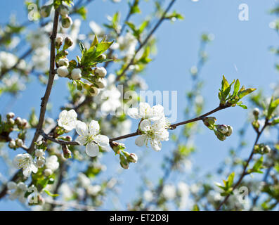 Fioritura di ciliegio ramoscello. Il cielo blu sullo sfondo. Foto Stock