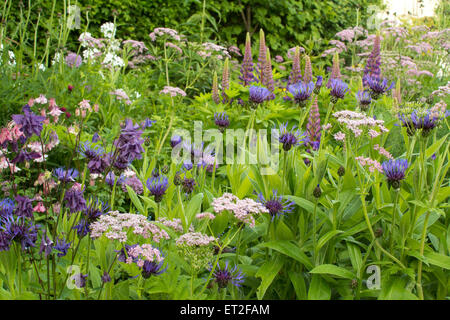 Inizio estate giardino confine in fresche sfumature di blu, viola, rosa e bianco - Scozia, Regno Unito Foto Stock