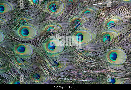 Pavo cristatus. Penne di pavone Foto Stock