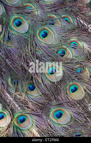 Pavo cristatus. Penne di pavone Foto Stock