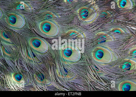 Pavo cristatus. Penne di pavone Foto Stock