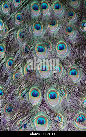 Pavo cristatus. Penne di pavone Foto Stock