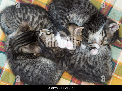 Sieversdorf, Germania. Decimo Giugno, 2015. Quattro piccoli gattini giacciono su una coperta in Sieversdorf, Germania, 10 giugno 2015. La casa di quattro gatti di 4 settimane. I gatti trascorrono la maggior parte del giorno dormendo e la riproduzione. Dopo i cani e i gatti sono i più popolari animali domestici in Germania. Foto: Patrick Pleul/dpa/Alamy Live News Foto Stock