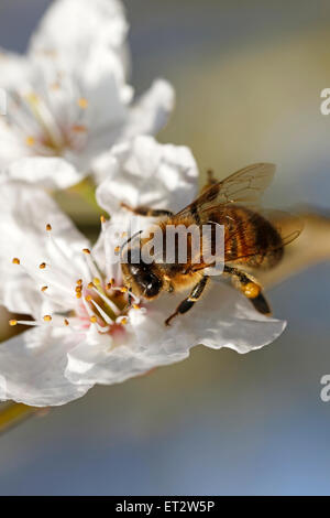 Un miele delle api su un Prunus cerasifera (fioritura ciliegio) Testa di fiori Foto Stock