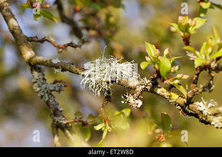 Il Lichen sulla corteccia di un fiore ciliegio Foto Stock