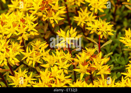 Sedum floriferum Weihendstephaner Gold Foto Stock