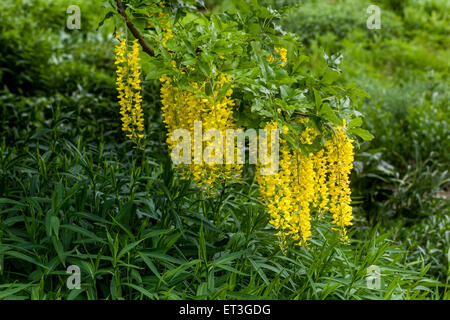 Catena d'oro, maggiociondoli watereri Vossii Foto Stock