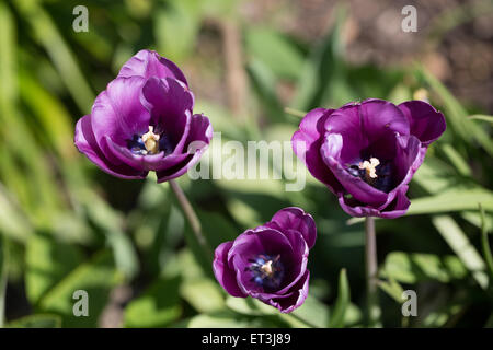 Tre tulipani viola contro sfocato sfondo verde Foto Stock