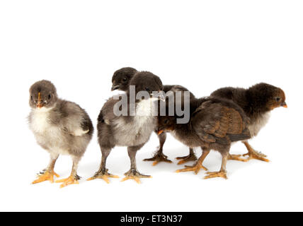 Cinque neri di polli o di pulcini da Marans razza,Poule de Marans su sfondo bianco Foto Stock