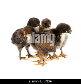 Cinque neri di polli o di pulcini da Marans razza,Poule de Marans su sfondo bianco Foto Stock