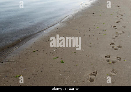 Sylt, Germania, orme nella sabbia sulla spiaggia Foto Stock