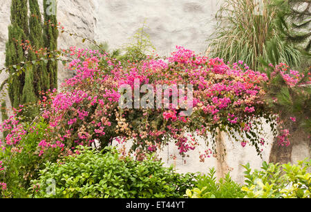 Rosa (Bougainvillea Bougainvillea spectabilis) e altre piante all'Eden Project nel giardino mediterraneo. Foto Stock