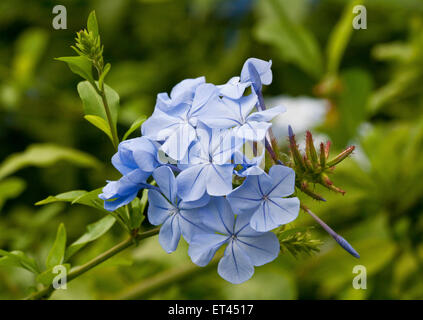 Una testa di fiori di un azzurro Plumbago Auriculata o Cape Leadwort arbusto. Foto Stock