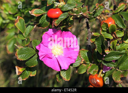 Sylt, Germania, cinorrodi arbusto con fiori di colore rosa Foto Stock