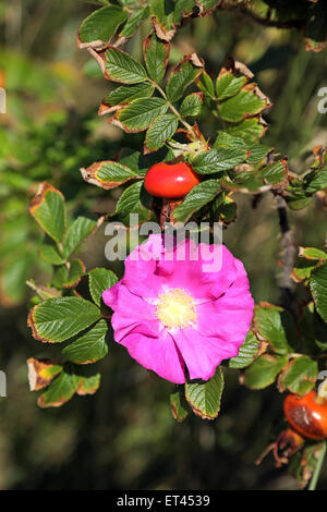 Sylt, Germania, cinorrodi arbusto con fiori di colore rosa Foto Stock