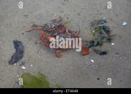 Elenco, Germania, Comune di granchi sulla spiaggia lotta gli uni con gli altri Foto Stock