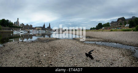 Dresden, Germania. Il giorno 08 Giugno, 2015. I battelli a vapore e motorizzato da navi da crociera della Saechsische Dampfschiffahrt (lit. Steamboat sassone tours) sono raffigurati ormeggiato a causa di acqua bassa di Dresda, in Germania, 08 giugno 2015. A causa del livello basso di acqua del fiume Elba, la società interrotto temporaneamente i suoi servizi. Foto: Arno Burgi/dpa/Alamy Live News Foto Stock