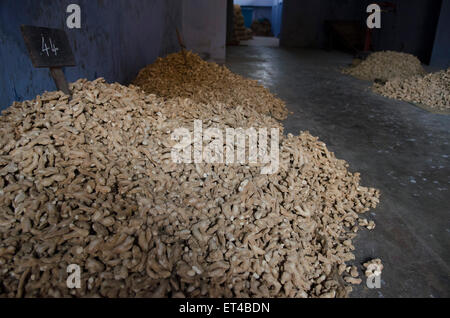 Lo zenzero è accumulato per essiccazione a un magazzino di distribuzione a Fort Cochin, Kerala, India del sud Foto Stock