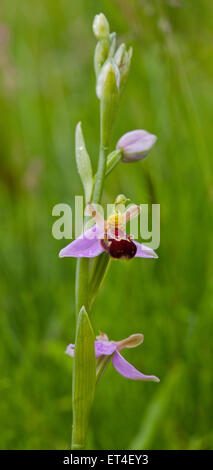 Bee orchid, Ophrys apifera HUD. Foto Stock