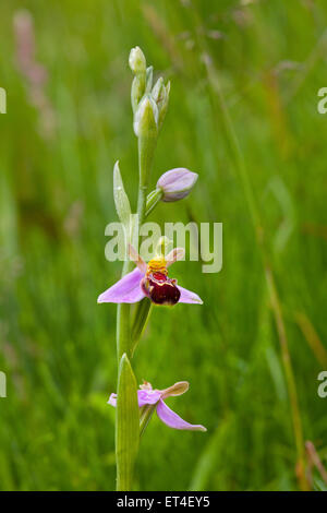 Bee orchid, Ophrys apifera HUD. Foto Stock