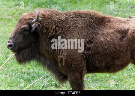 Bisonte europeo, bisonte bonaso, vesato, Foto Stock