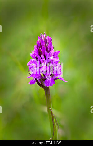 Inizio Purple Orchid, Orchis mascula Foto Stock