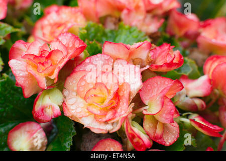 Begonia fiori con goccioline di acqua Foto Stock