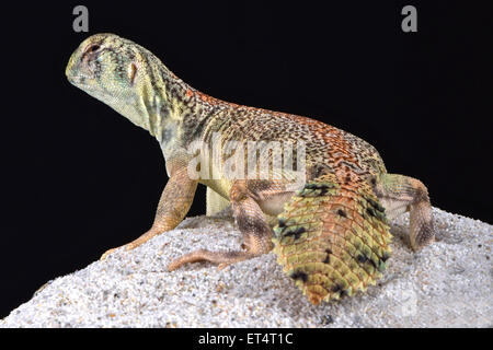 Spinosa Omani-tailed lizard (Uromastyx thomasi) Foto Stock