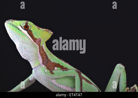 Casquehead seghettata iguana (Laemanctus serratus) Foto Stock