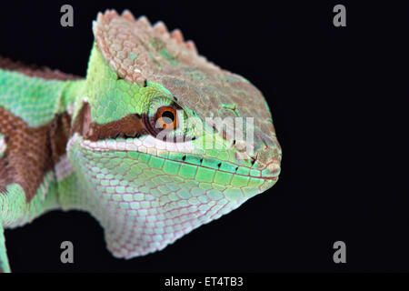 Casquehead seghettata iguana (Laemanctus serratus) Foto Stock