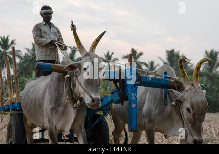 Un indiano lavoratore agricolo aziona un carrello e buoi mentre la raccolta della canna da zucchero in Hampi, India Foto Stock