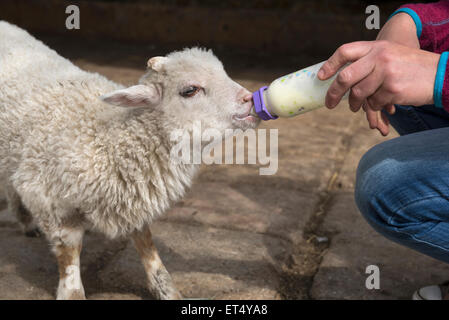 Donna agnello di alimentazione con una bottiglia di Baviera Germania Foto Stock