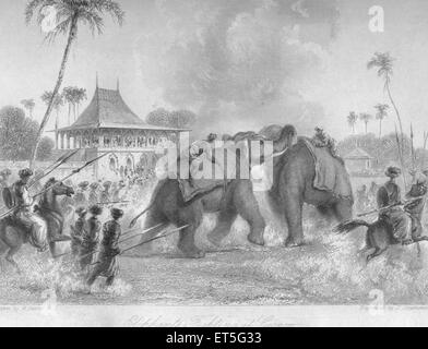 Combattimenti degli elefanti, India, Asia, asiatico, indiano, incisione in acciaio del 1800 d'epoca Foto Stock