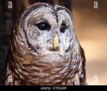 Un ritratto di un gufo sbarrata. Foto Stock