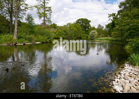 Kew Royal Botanical Gardens, lago centrale da Sackler Crossing bridge - Londra, Regno Unito, Europa Foto Stock