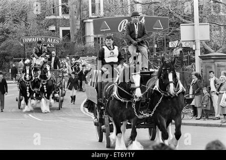 Liverpool può essere sfilata di cavalli, 10 maggio 1986. I cavalli pesanti di Bass e Thwaites birrifici, thunder passato Princes Park ingresso, sul loro modo al centro della citta'. Foto Stock