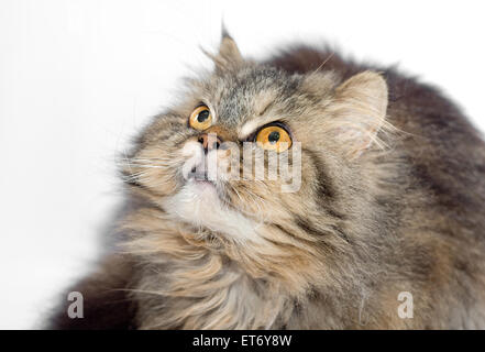 Femmina di incrocio e siberiano gatto persiano su uno sfondo bianco guardando verso l'alto per catturare qualche preda. Foto Stock