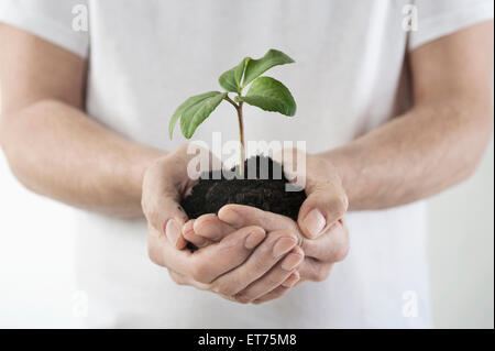 Uomo di mani tenendo una piantina, Baviera, Germania Foto Stock