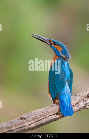 Kingfisher (Alcedo atthis) maschio, la chiamata, la Riserva della Biosfera dell'Elba centrale, Sassonia-Anhalt Foto Stock