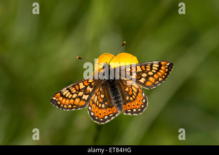 Un Marsh Fritillary fotografato vicino Warminster nel Wiltshire. Foto Stock