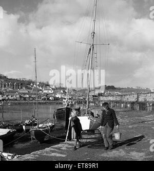 I primi narcisi giallo chiamato Soleil D'or, che vengono coltivati sulle isole Scilly, vengono inviati, imballati in scatole e inviati in barca a Penzance, per mercato di Covent Garden. 5 febbraio 1953. Foto Stock