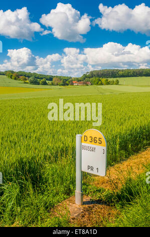 Campo di maturazione del mais - Francia. Foto Stock