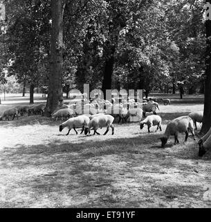 Pecora che pascola in Hyde Park, Londra. Il 2 agosto 1954. Foto Stock