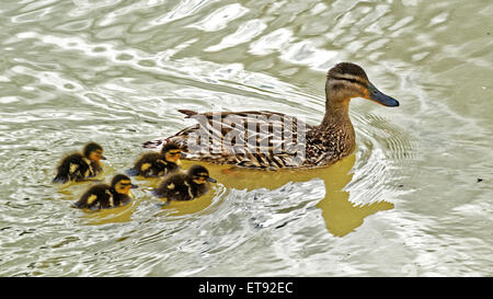 Femmina di germano reale (Anas Platyrhychos) anatra con pulcini. Foto Stock