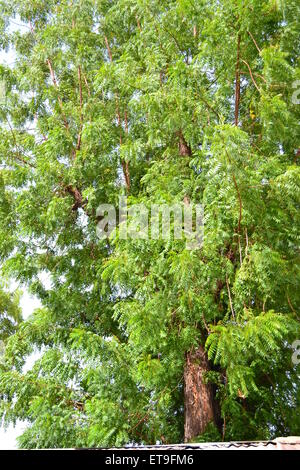 Albero di Neem al sole Foto Stock