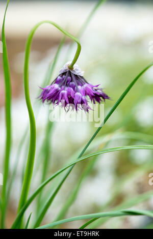 Allium Forrestii. Forrest's allium. Forrest di cipolla ornamentali Foto Stock