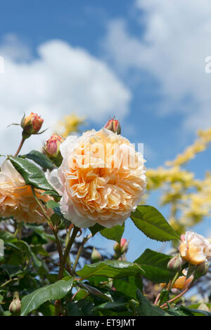 Rosa Crown Princess Margareta. Inglese rosa rampicante contro il cielo blu Foto Stock