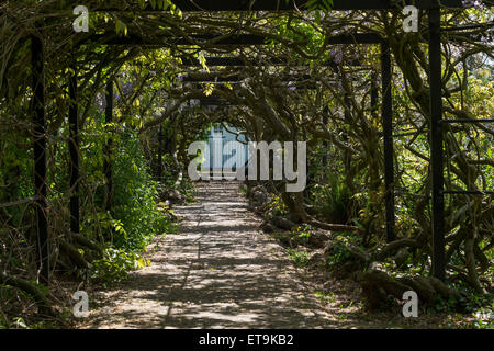 Il Glicine Arch, Pinces giardini, Exeter, Devon, Regno Unito. Foto Stock